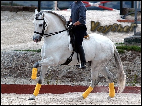 81499f8fbe_40676344_o2